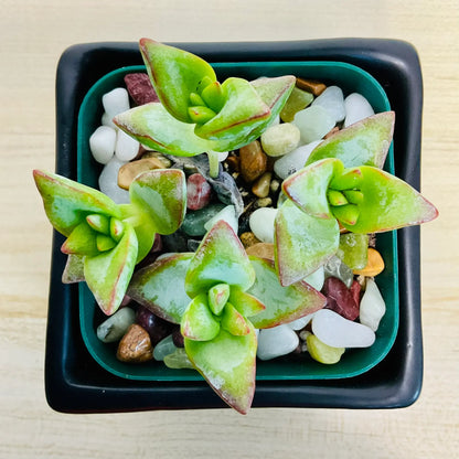 Crassula High Voltage succulent with red-edged leaves in black square ceramic pot - top view
