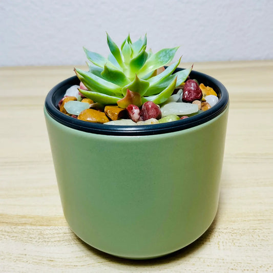 Echeveria Blue Rose succulent in round ceramic green color pot