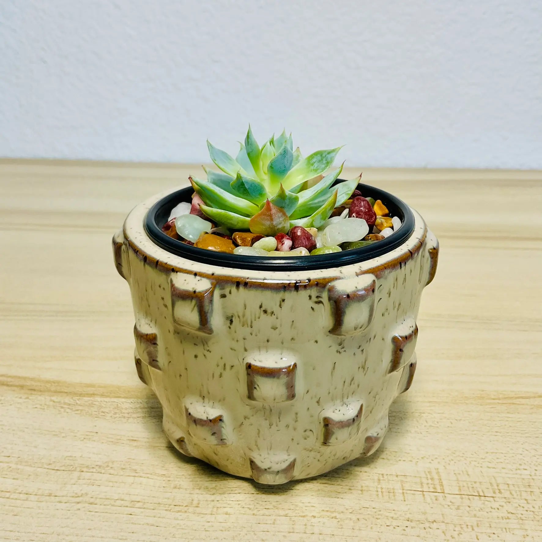 Echeveria Blue Rose succulent in round ceramic Tan color pot