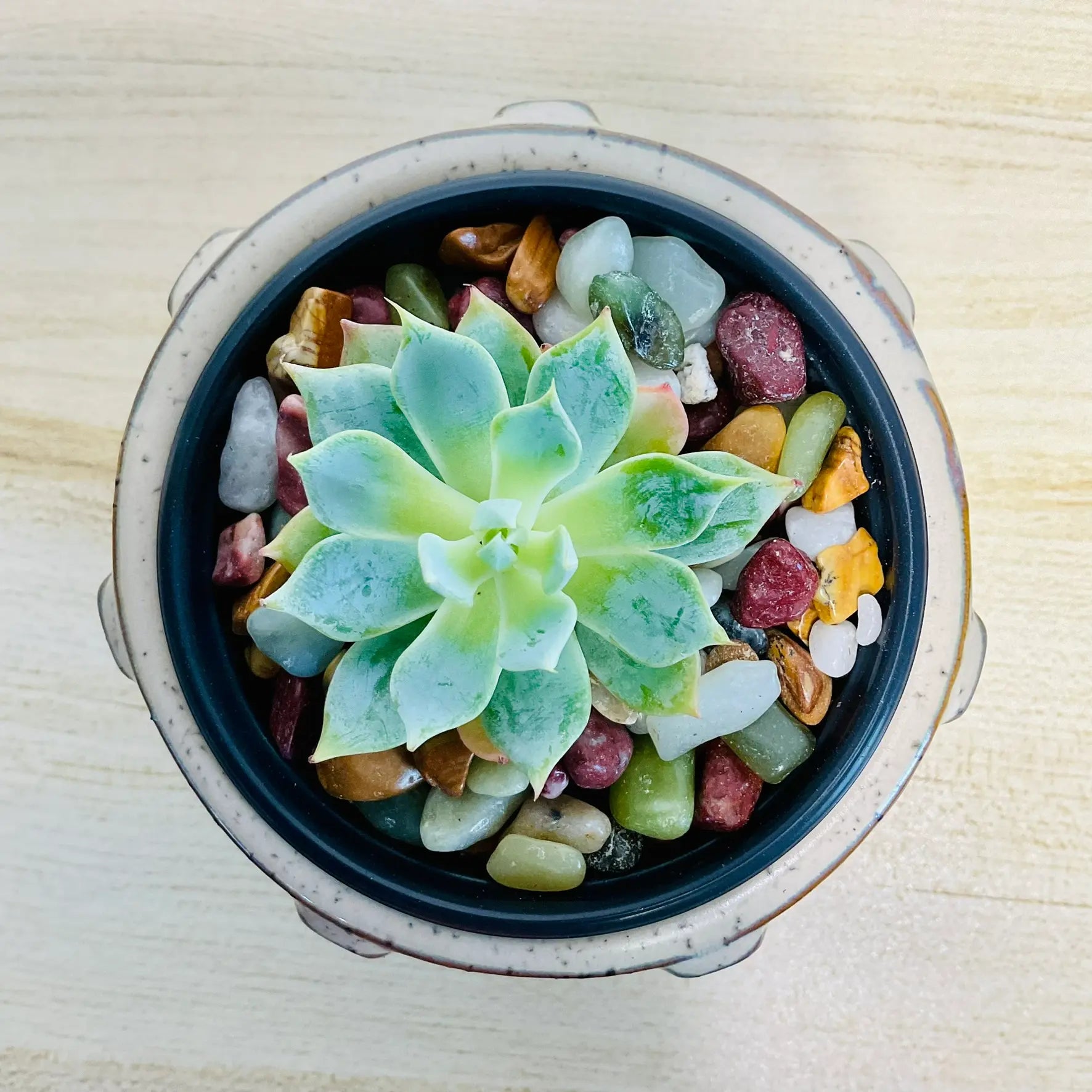 Echeveria Blue Rose succulent in round ceramic Tan color pot - top view