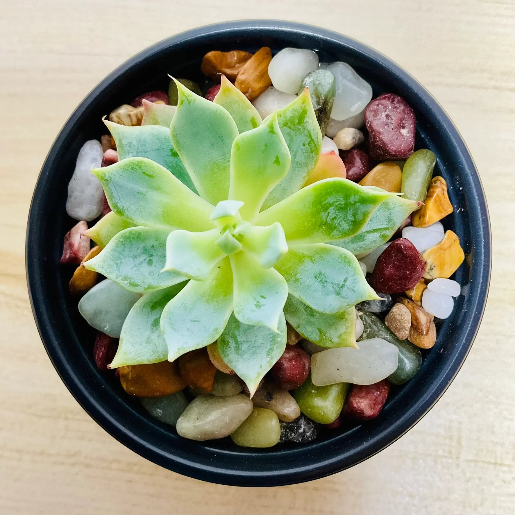 Echeveria Blue Rose succulent in round ceramic pot - top view