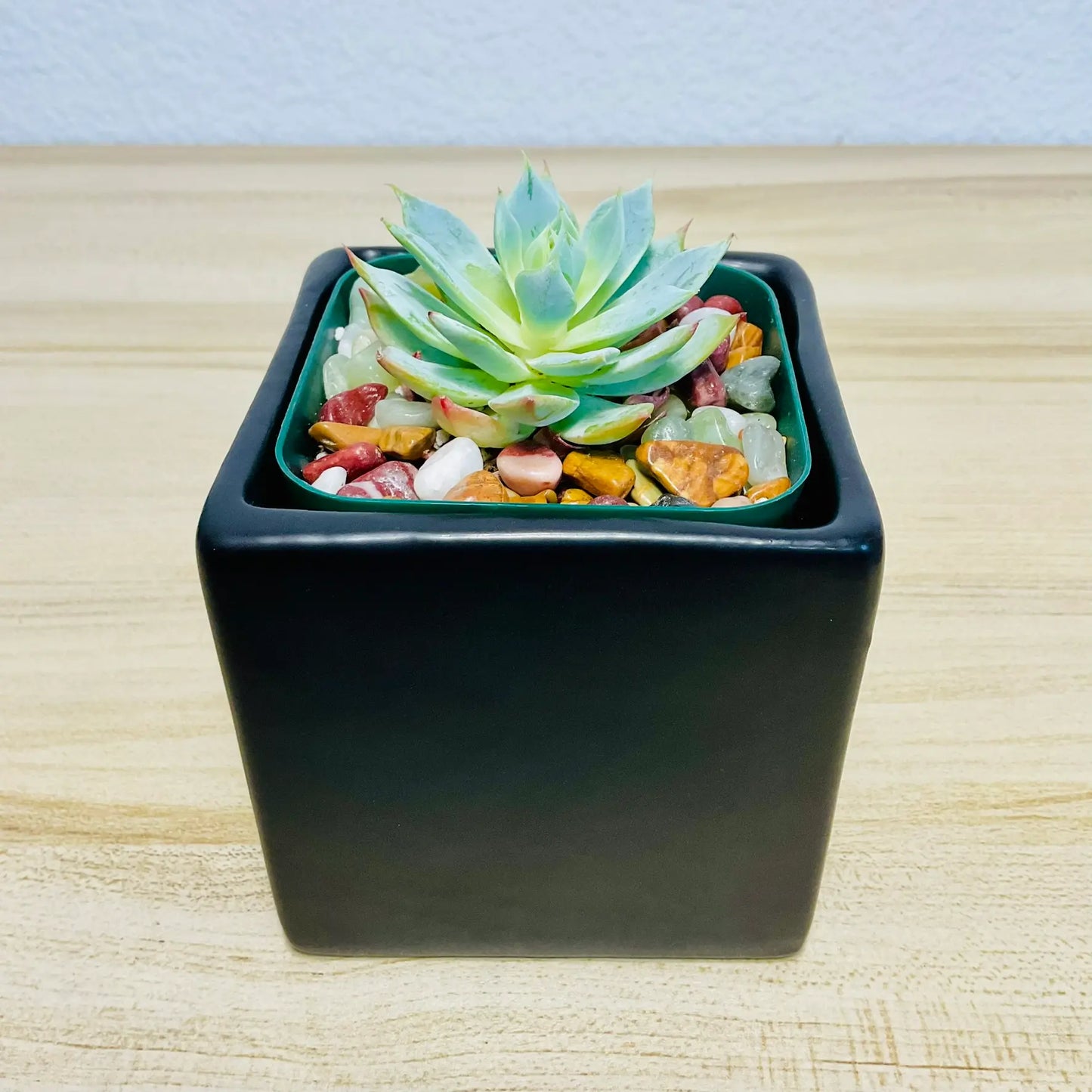 Echeveria Blue Rose succulent in square ceramic black color pot