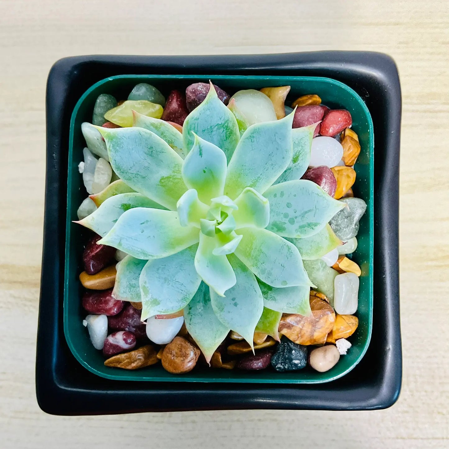 Echeveria Blue Rose succulent in square ceramic black color pot - top view