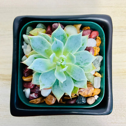 Echeveria Blue Rose succulent in square ceramic black color pot - top view