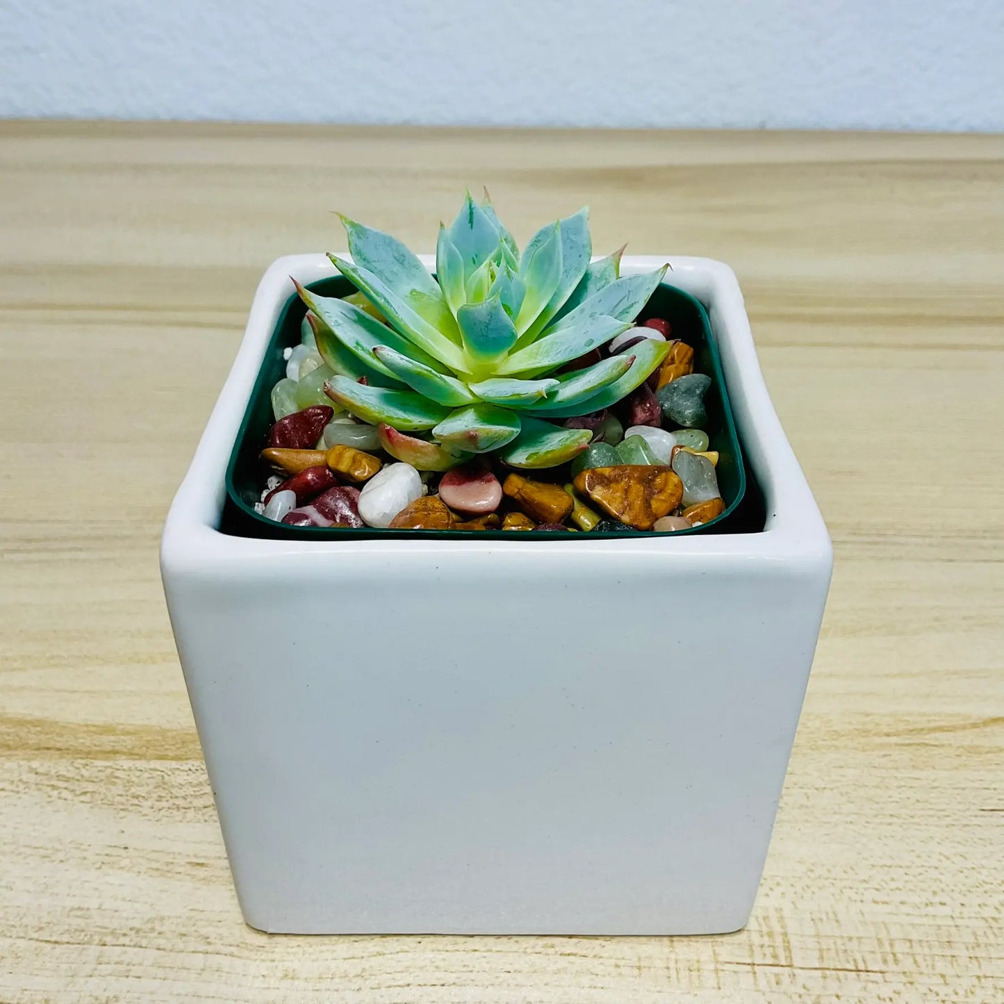 Echeveria Blue Rose succulent in square ceramic white color pot