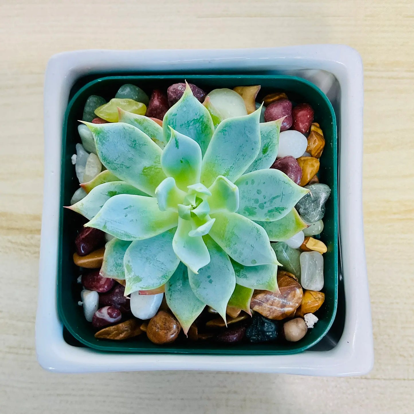 Echeveria Blue Rose succulent in square ceramic white color pot - top view