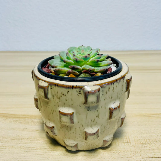 Echeveria Minima blue rosette succulent in designer round tan ceramic planter