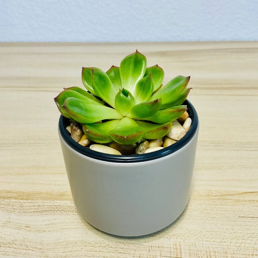 Echeveria Ramillette succulent with green and pink tips in round gray ceramic pot