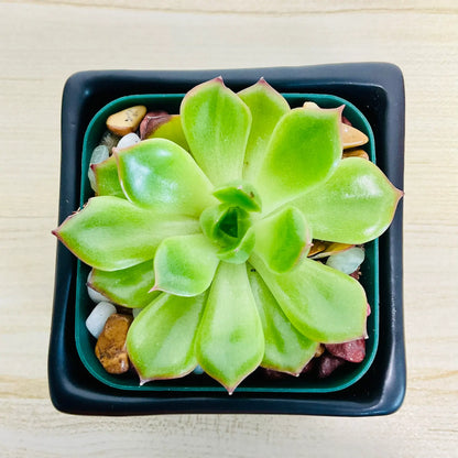 Echeveria Ramillette succulent with green and pink tips in square black ceramic pot - top view