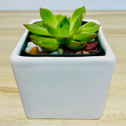 Echeveria Ramillette succulent with green and pink tips in square white ceramic pot
