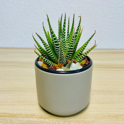 Haworthia Zebra succulent with white stripes in gray round ceramic pot