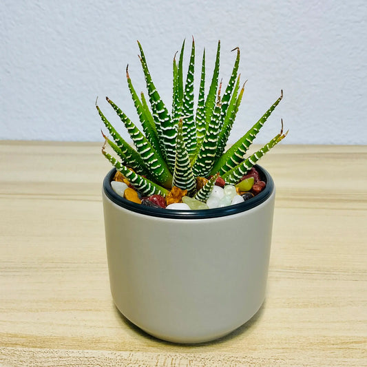 Haworthia Zebra succulent with white stripes in gray round ceramic pot