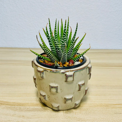 Haworthia Zebra succulent with white stripes in tan designer round ceramic pot