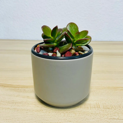 Jade succulent in gray ceramic pot with thick oval green leaves