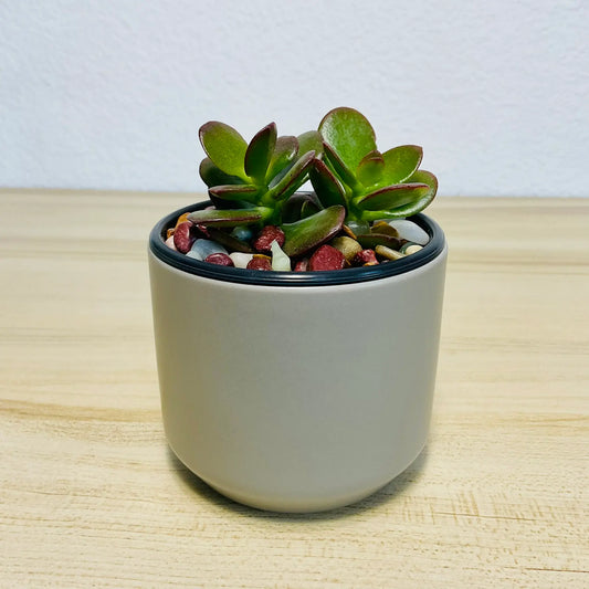 Jade succulent in gray ceramic pot with thick oval green leaves