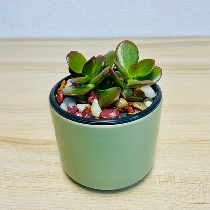 Jade succulent in green ceramic pot with thick oval green leaves