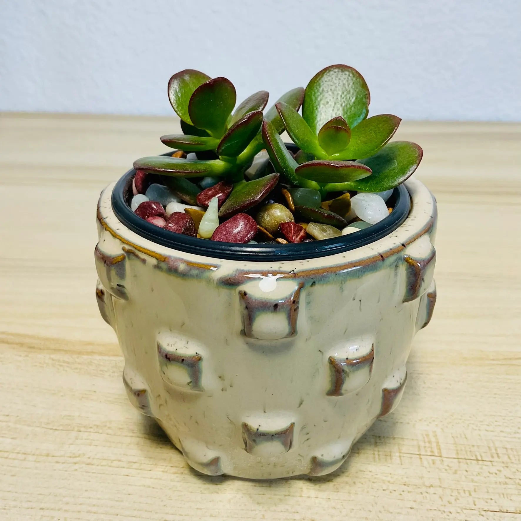 Jade succulent in tan designer ceramic pot with thick oval green leaves