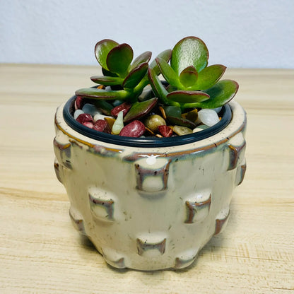 Jade succulent in tan designer ceramic pot with thick oval green leaves