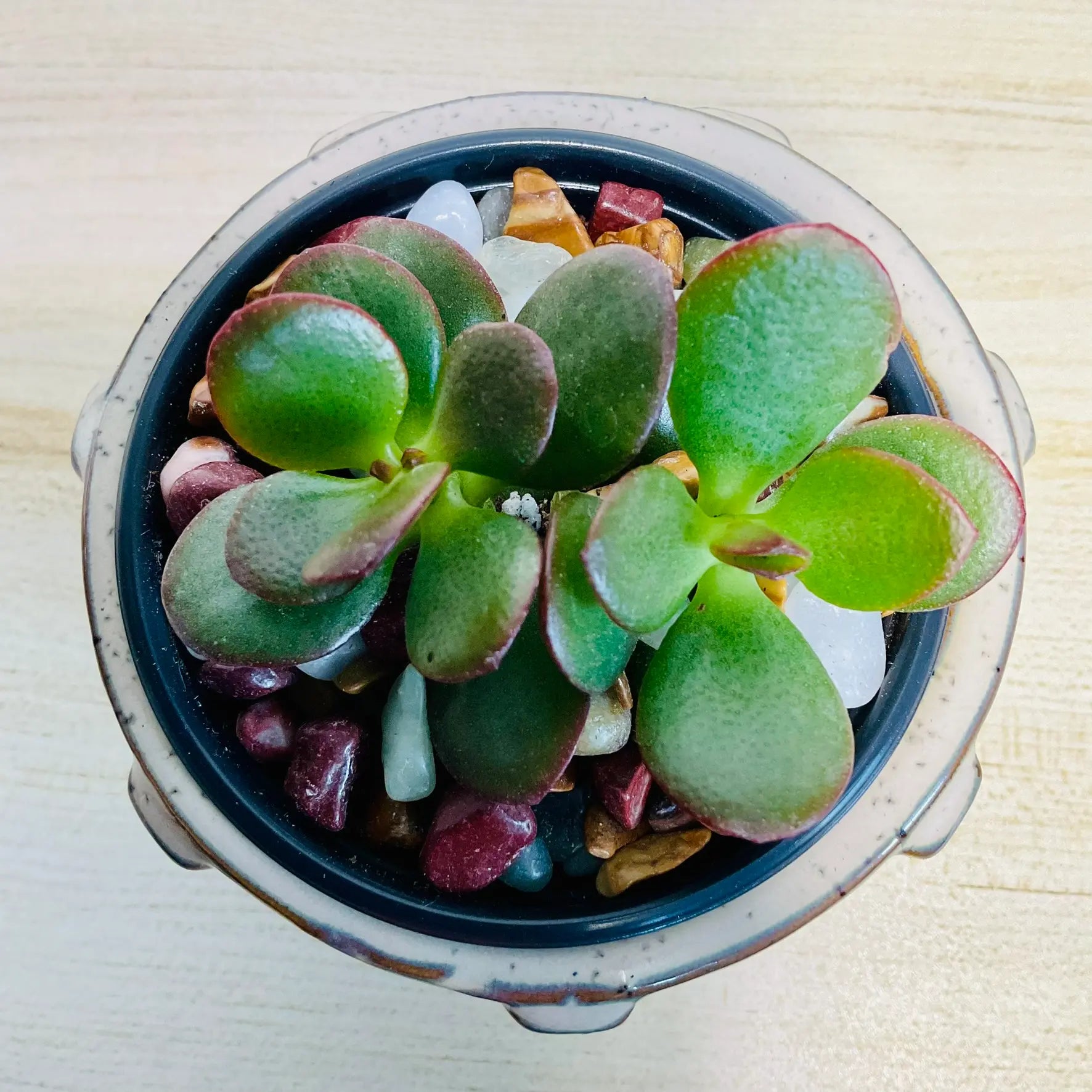 Jade succulent in tan ceramic pot with thick oval green leaves - top view