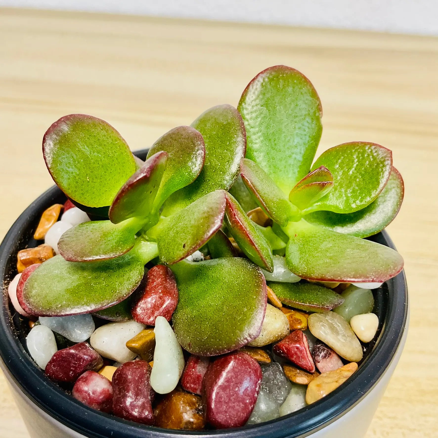 Jade succulent in with thick oval green leaves - up close