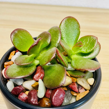Jade succulent in with thick oval green leaves - up close