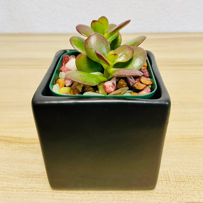 Jade succulent in black square ceramic pot with thick oval green leaves