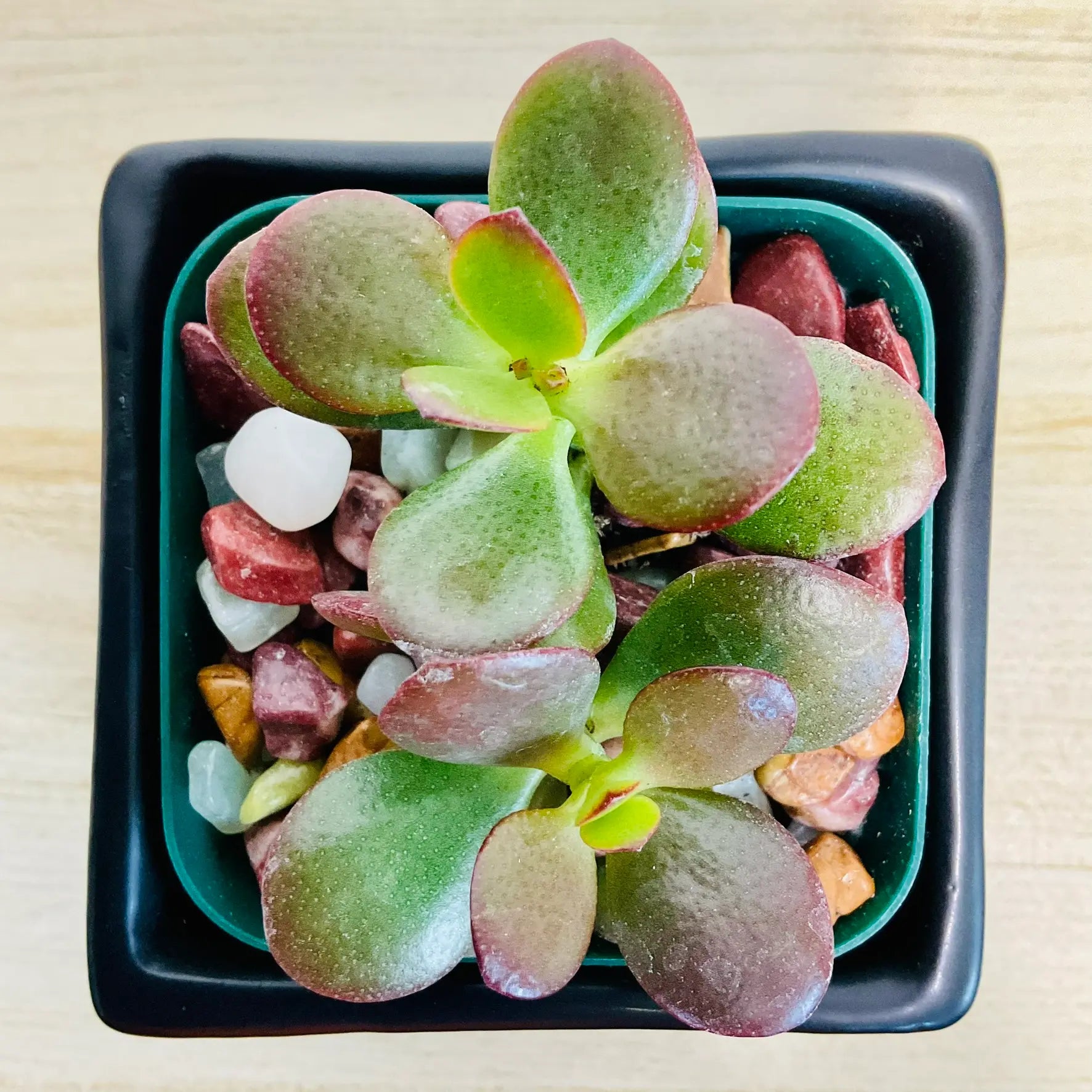 Jade succulent in black square ceramic pot - top view