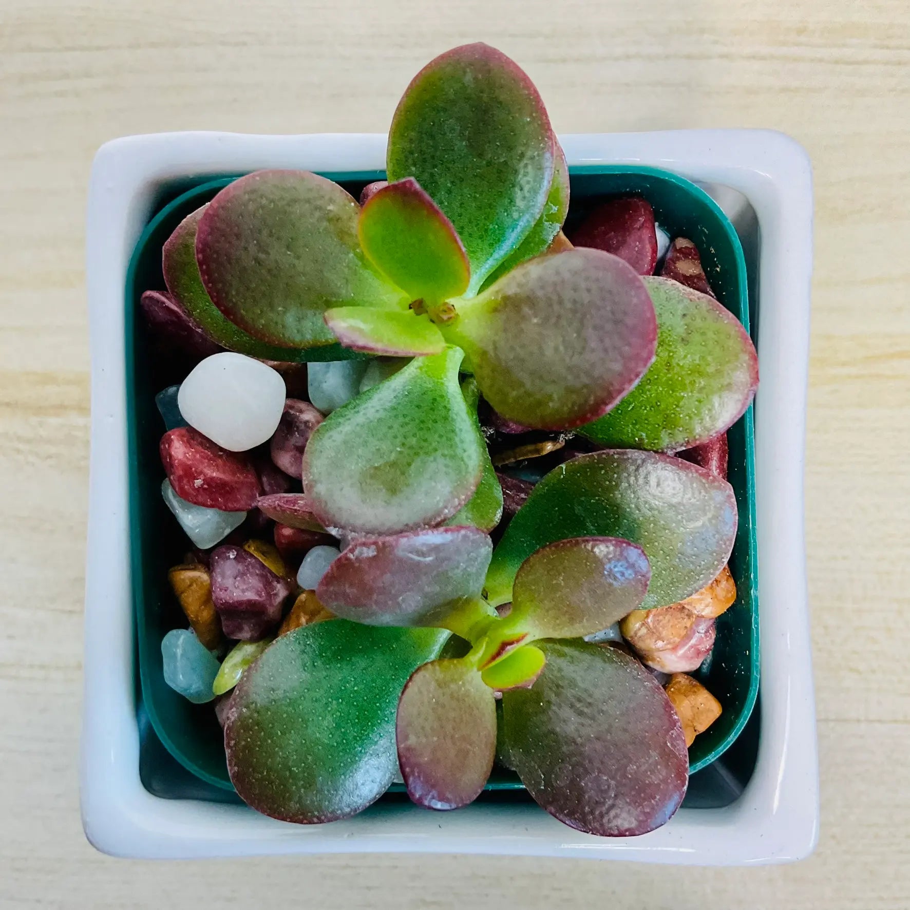 Jade succulent in white square ceramic pot - top view